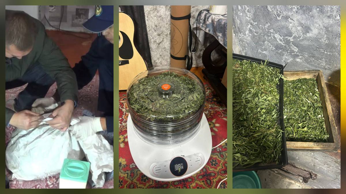 В ВКО задержан 22-летний мужчина за хранение и выращивание наркотических растений