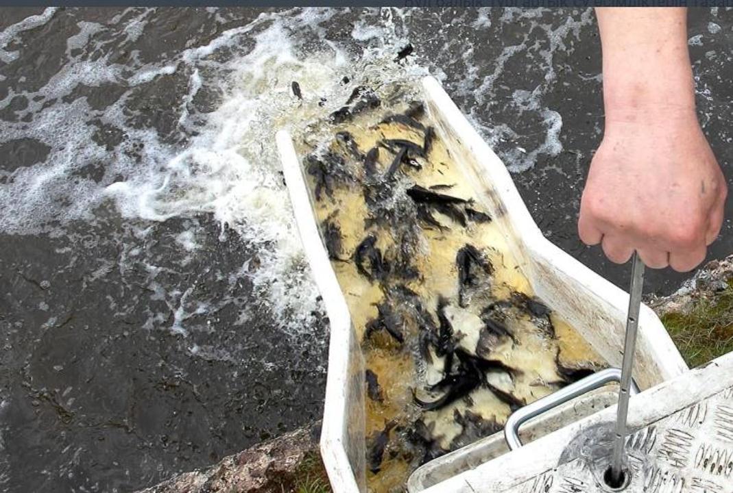 В реку Есиль выпустили свыше 600 тысяч сеголетков карпа и белого амура