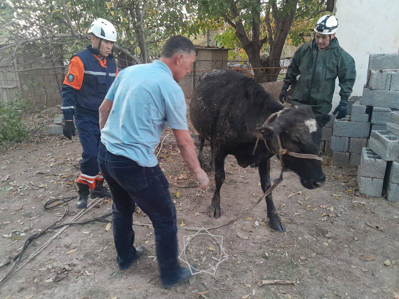 В Шымкенте спасатели извлекли корову, упавшую в трёхметровый септик