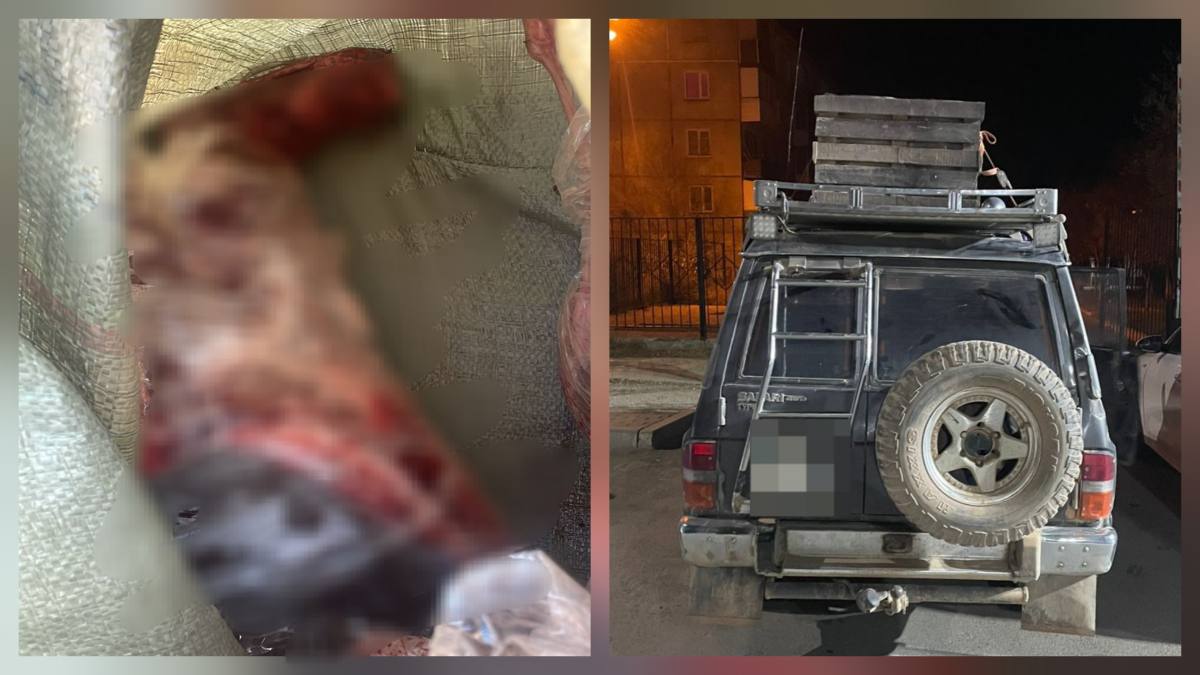 В Карагандинской области выявлен факт отстрела сайги