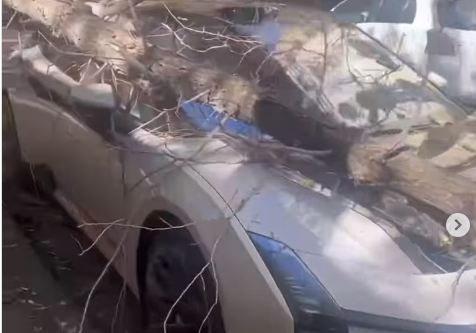 В Алматы дерево упало на редкий спорткар