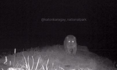 В Катон-Карагайском национальном парке в фотоловушку попал снежный барс