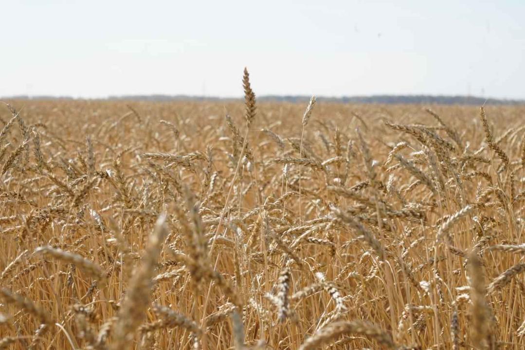 В Казахстане намолочено 20,8 млн тонн зерновых