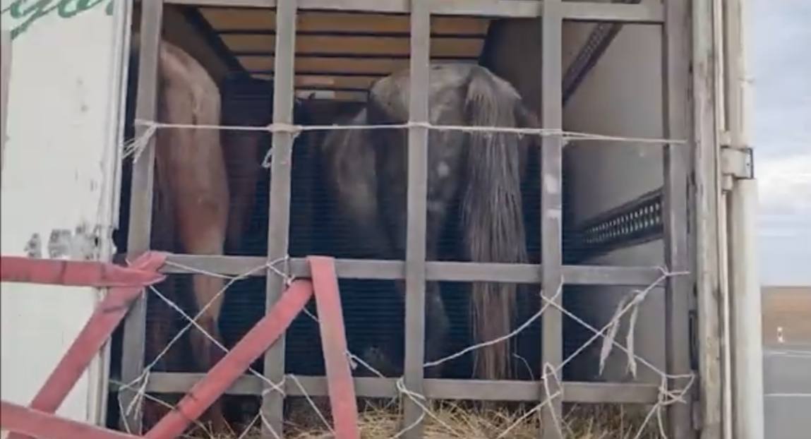 Полиция раскрыла серию краж домашнего скота на общую сумму свыше 11 миллионов тенге