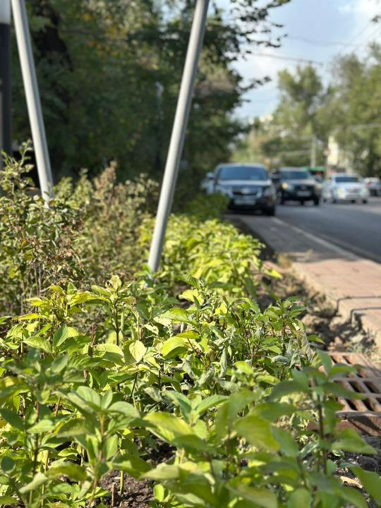 В Алмалинском районе стартует благоустройство ещё одной уютной зоны отдыха для горожан