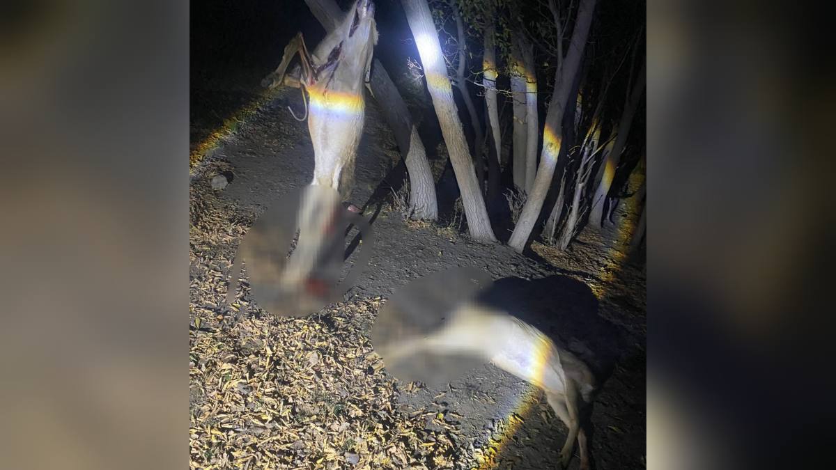 В Карагандинской области задержаны браконьеры с тушами косуль