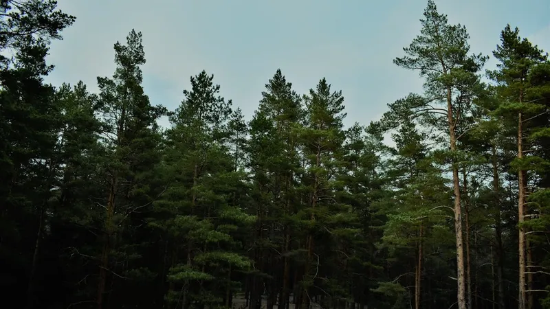 В филиал "Семей орманы" нанимали осужденных за вырубку леса