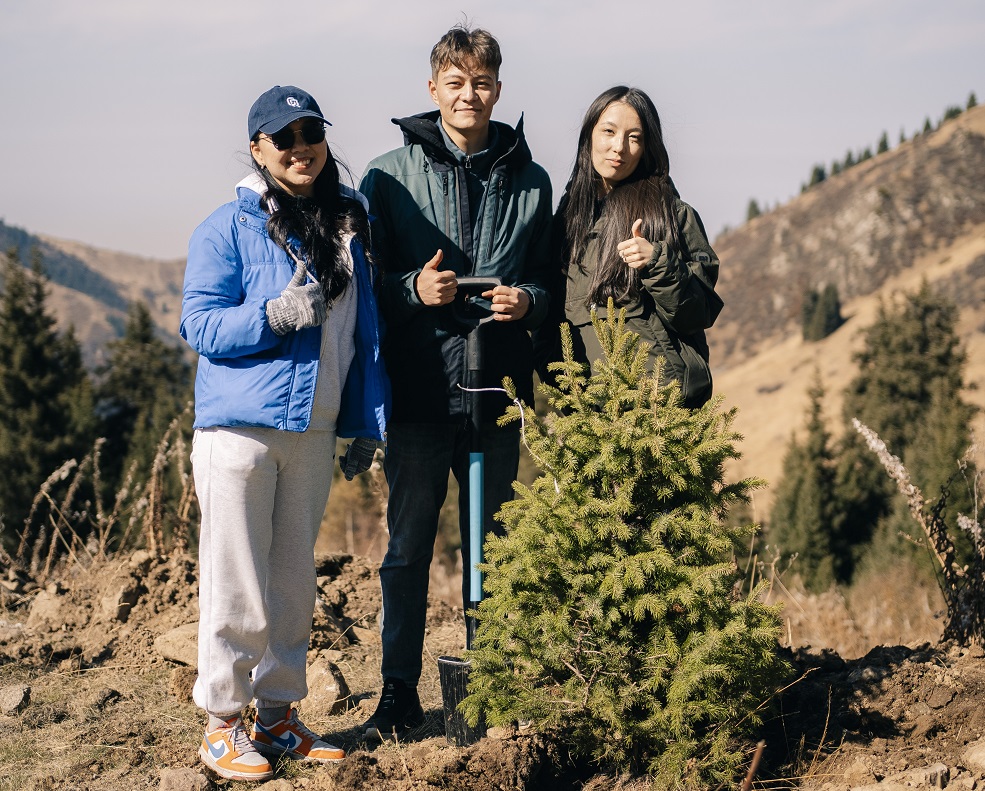 На Шымбулаке прошла посадка тянь-шаньских елей
