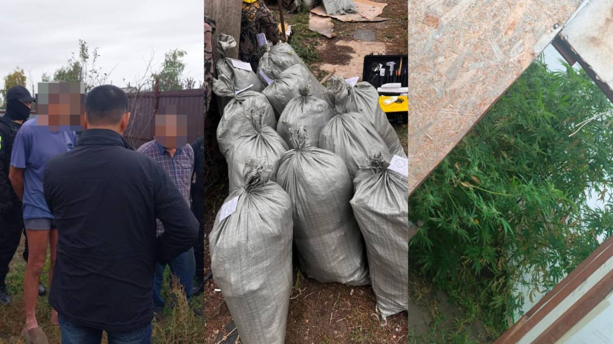 В Костанайской области полицейские пресекли выращивание марихуаны