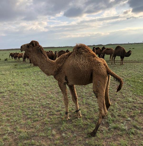 Верблюд затоптал ребёнка в Кульсары