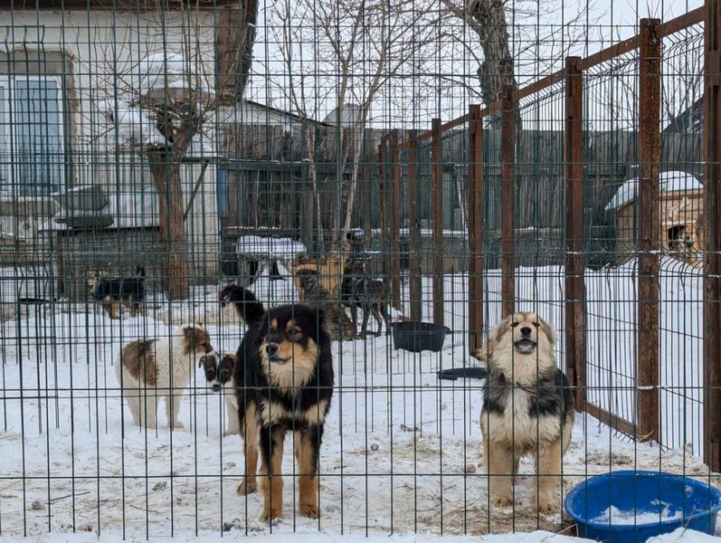 От усыпления бездомных животных отказался Шымкент