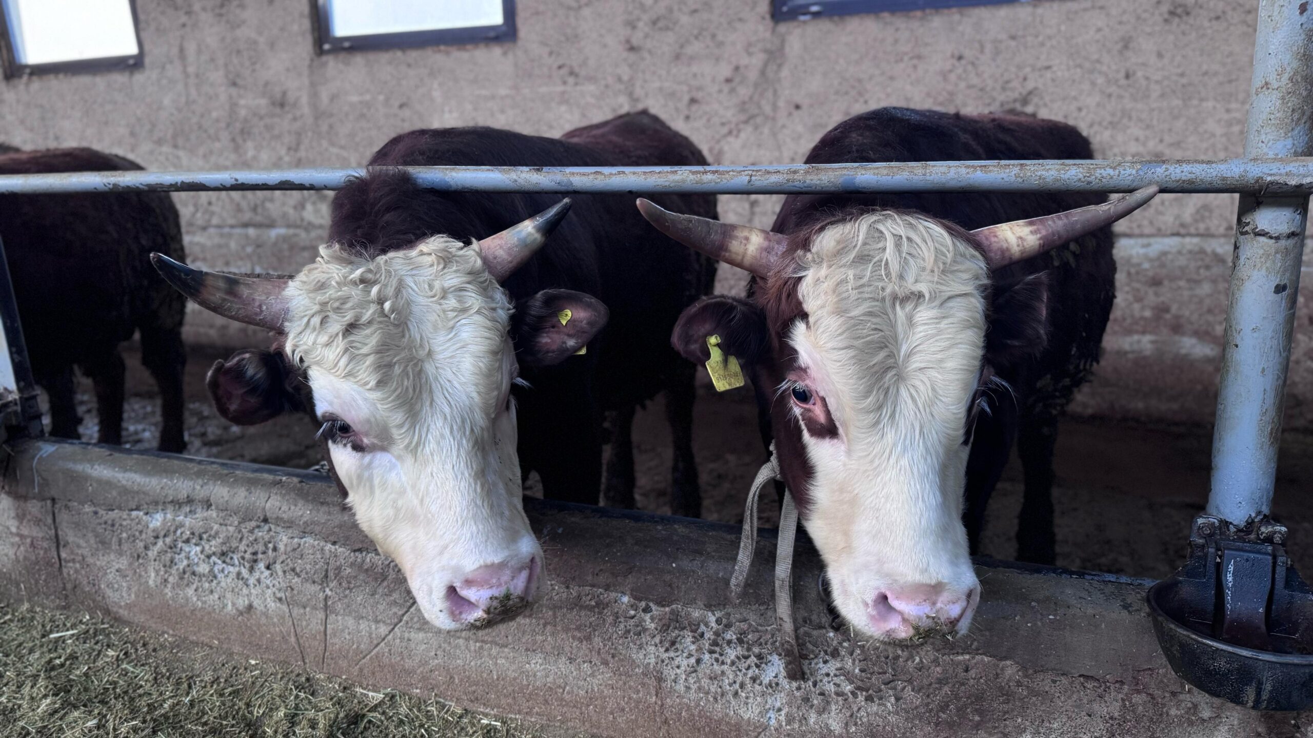 Количество случаев заражения бруцеллёзом уменьшилось в ВКО