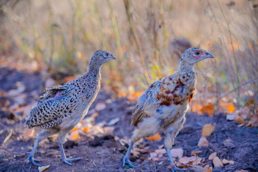 Несколько сотен фазанов выпустили в зону вокруг Астаны