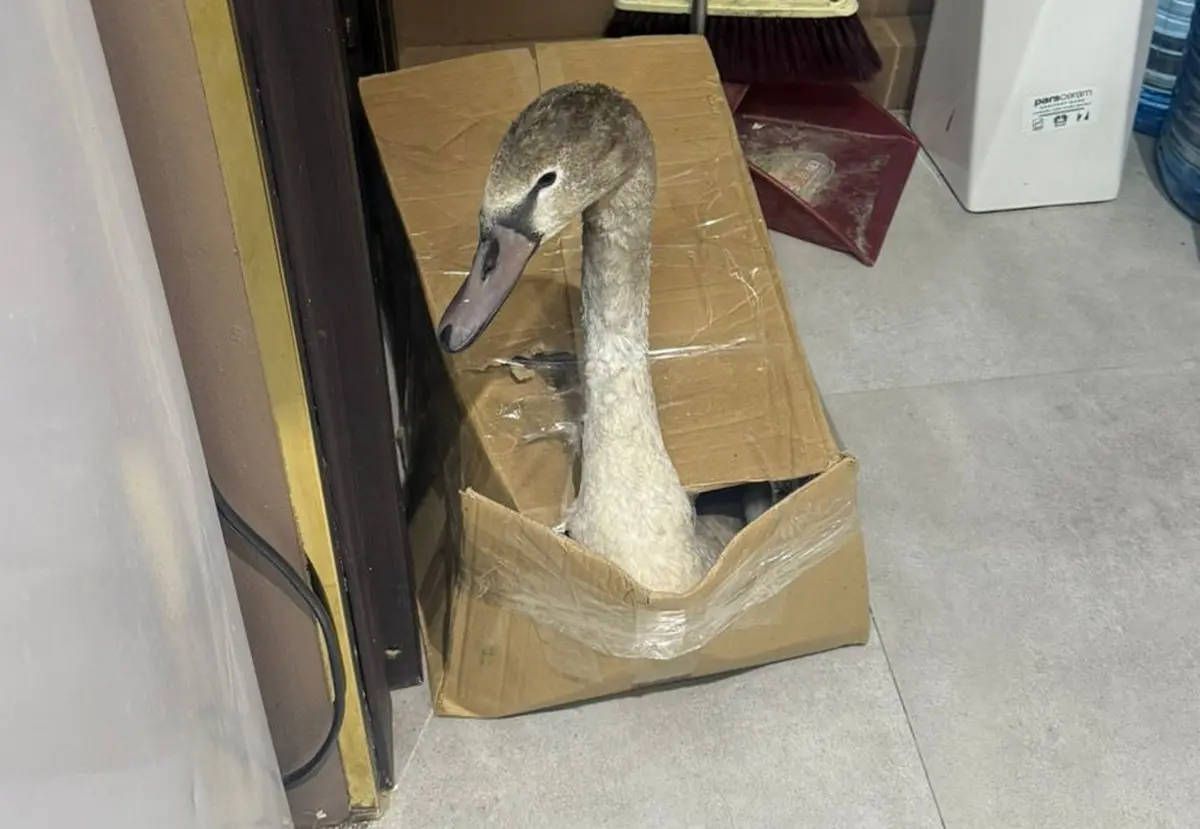 Нефтяники спасли лебедя на месторождении