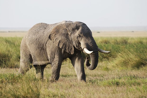 Слон затоптал бабушку и внучку