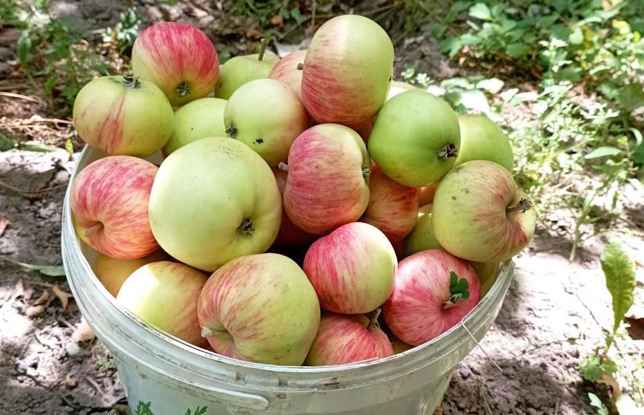 Расследование по хищению средств, выделенных на яблоневые сады, начато в Шымкенте
