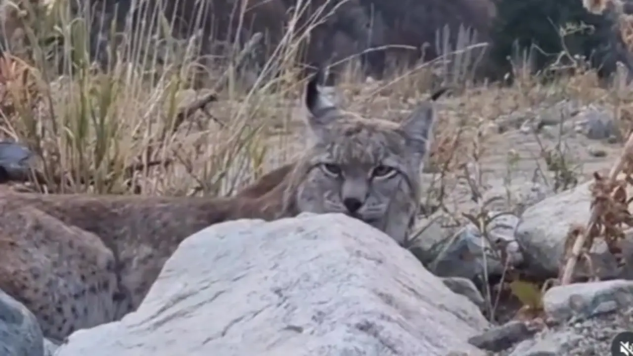 В Иле-Алатау на видео сняли редкую туркестанскую рысь