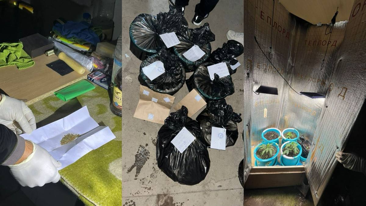 В Уральске выявлена незаконная фитолаборатория по выращиванию конопли