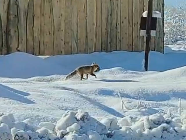 Лиса пришла в село в ВКО
