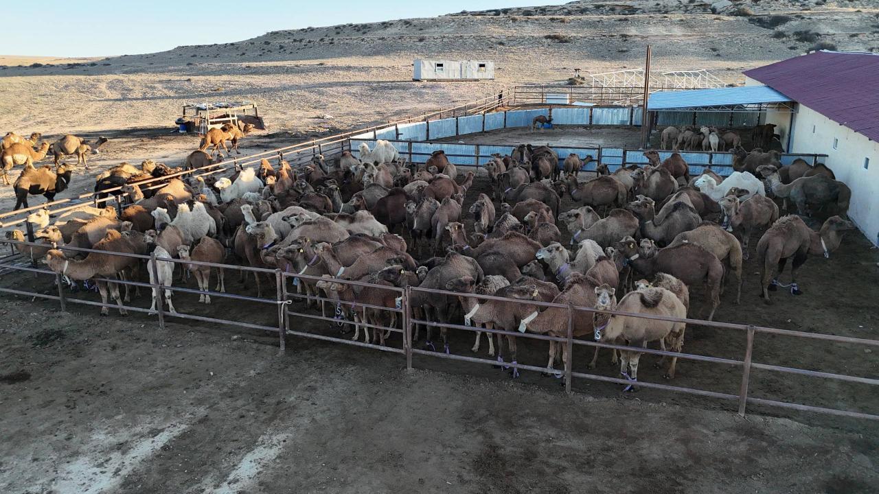 В Мангистауской области запустили современный цех по переработке верблюжьего молока