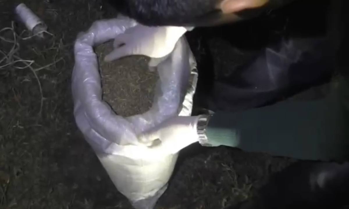 У жителей Жамбылской области полицейские изъяли более 50 кг марихуаны