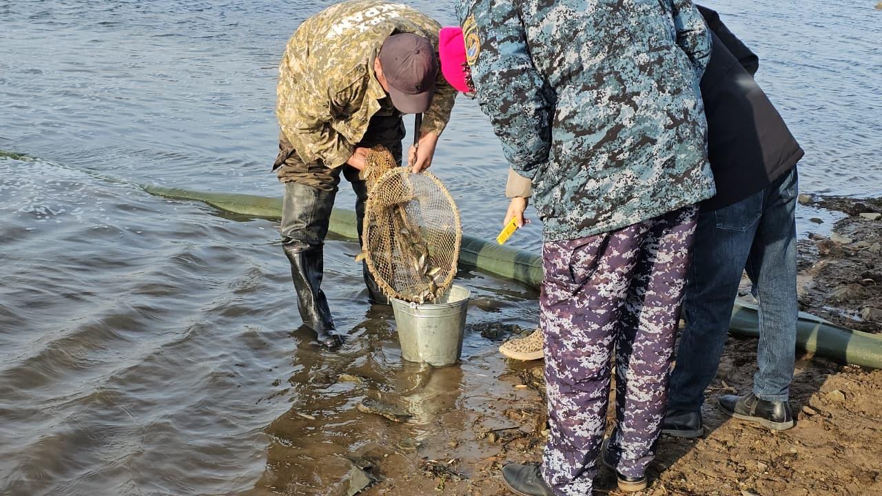 В Акмолинской области провели зарыбление реки Селеты