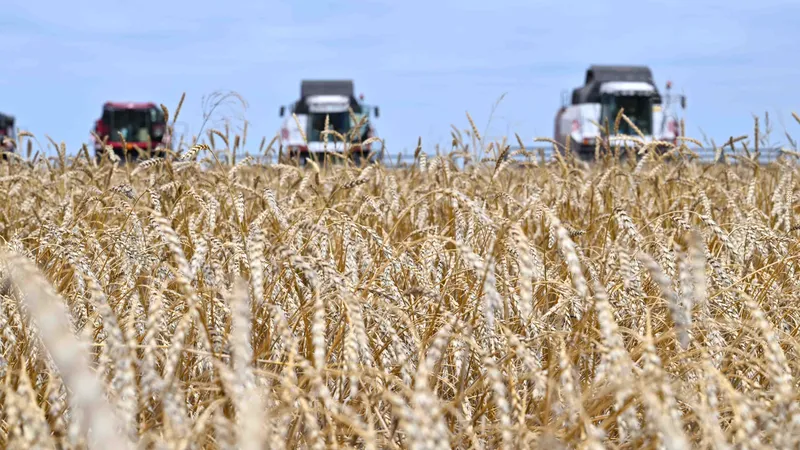 Правительство направило 7 млрд тенге на поддержку экспорта зерна