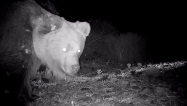 В Жетысуской области в фотоловушку национального парка "Алтын-Эмель" попался тянь-шаньский бурый медведь