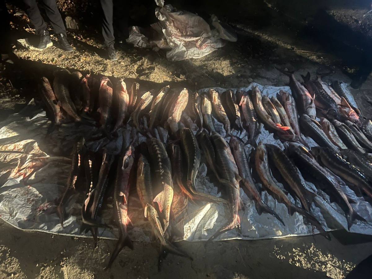 В Актау выявлен факт незаконного вылова осетровых пород рыб