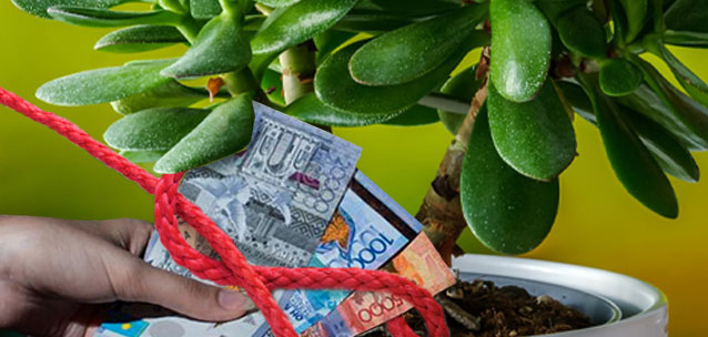 В каких случаях денежное дерево действительно помогает