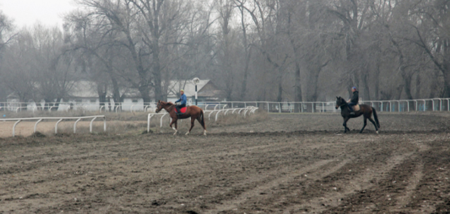 Лошади для детей с инвалидностью стояли на морозе: кто ответит за скандал на ипподроме Алматы?