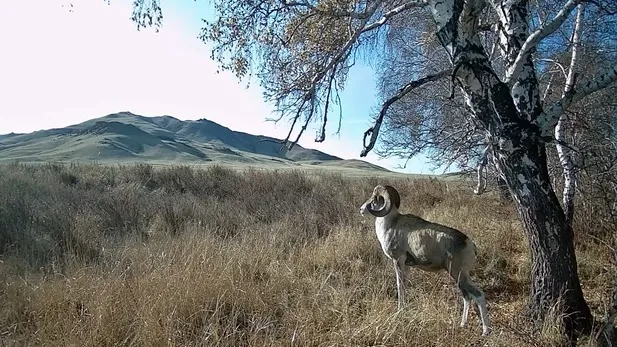 Краснокнижный архар попал в фотоловушку