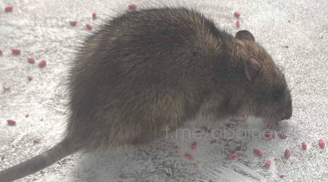 На нашествие крыс пожаловались в Семее