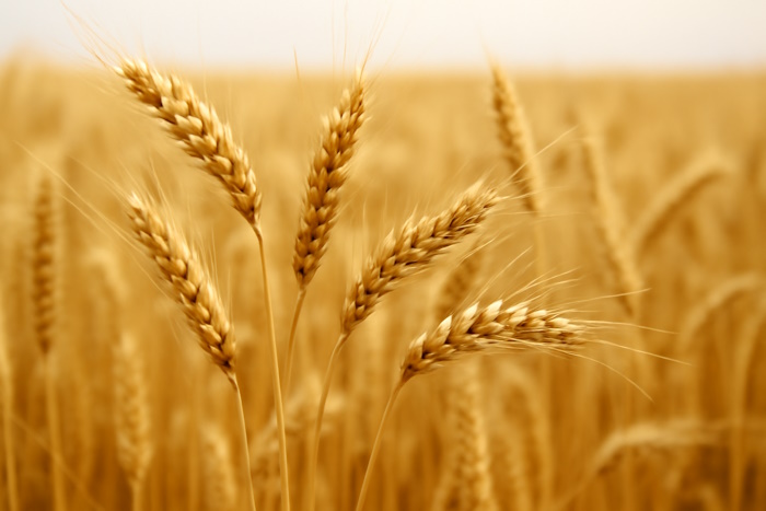 Правительство выделило экспортерам зерна дополнительные 7 млрд тенге