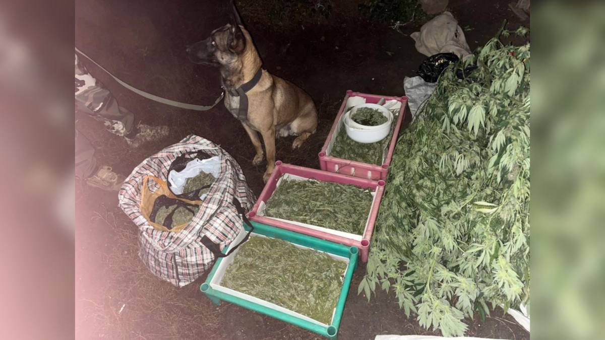 В ЗКО полицейские изъяли 12 кг наркотиков