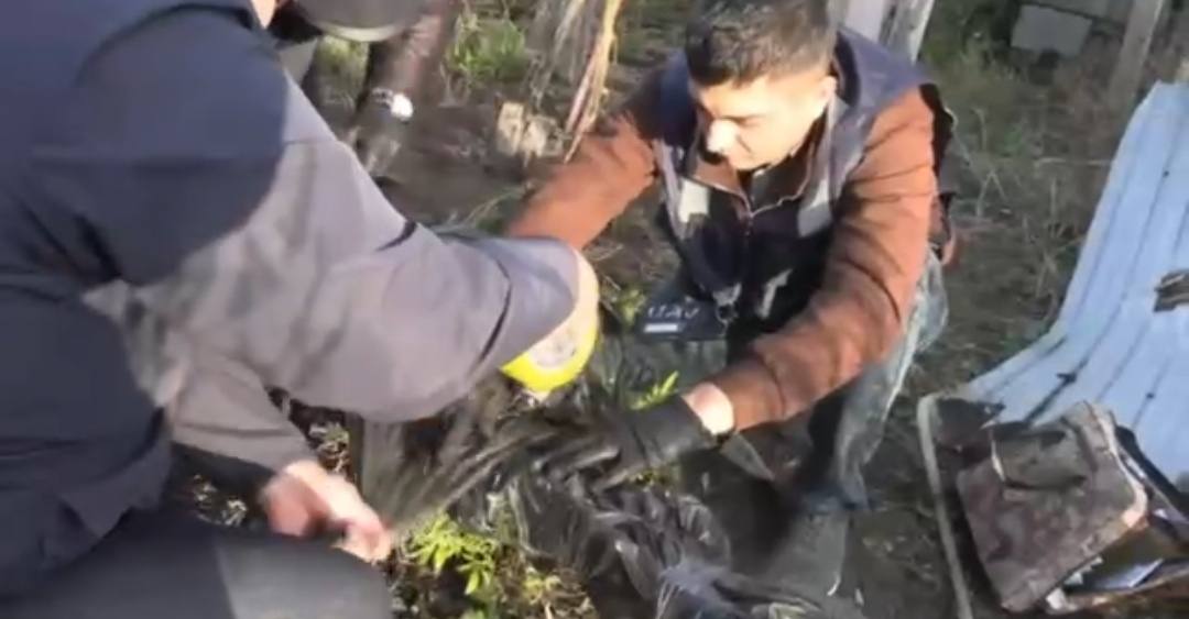 Фитолаборатория по выращиванию запрещенных растений ликвидирована в ЗКО