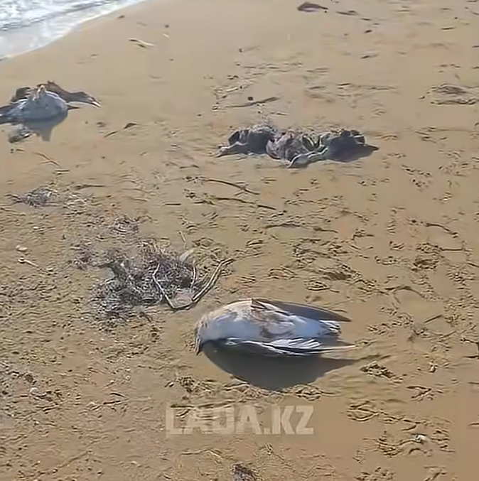В Мангистауской области нашли 13 мёртвых птиц на побережье Каспия