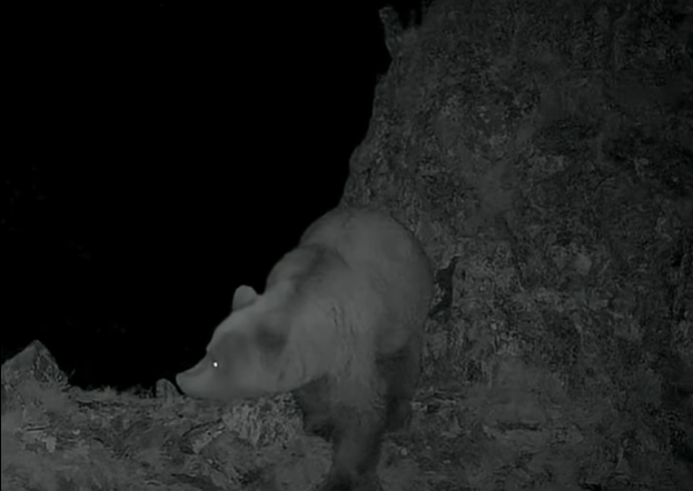 В нацпарке в ВКО медведь попал в фотоловушку
