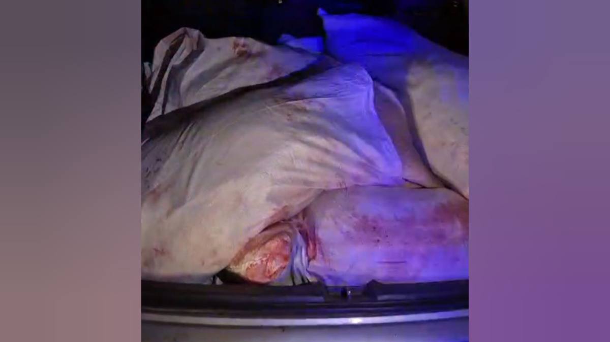 В ЗКО задержали браконьеров с тушами косуль