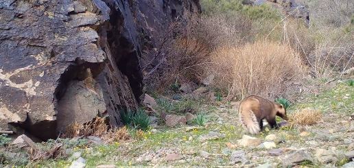 Барсук впервые попал в фотоловушку в "Алтын-Эмел"