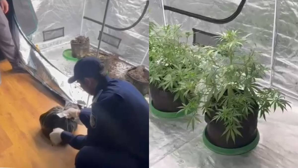 В Алматы обнаружена домашняя лаборатория по выращиванию запрещённых растений