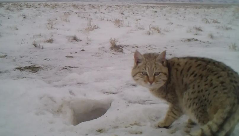 В Мангистауской области фотоловушки зафиксировали степную кошку