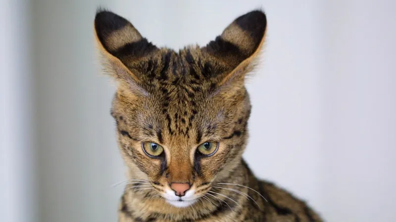 Ради кота за миллион тенге американцы пошли на преступление