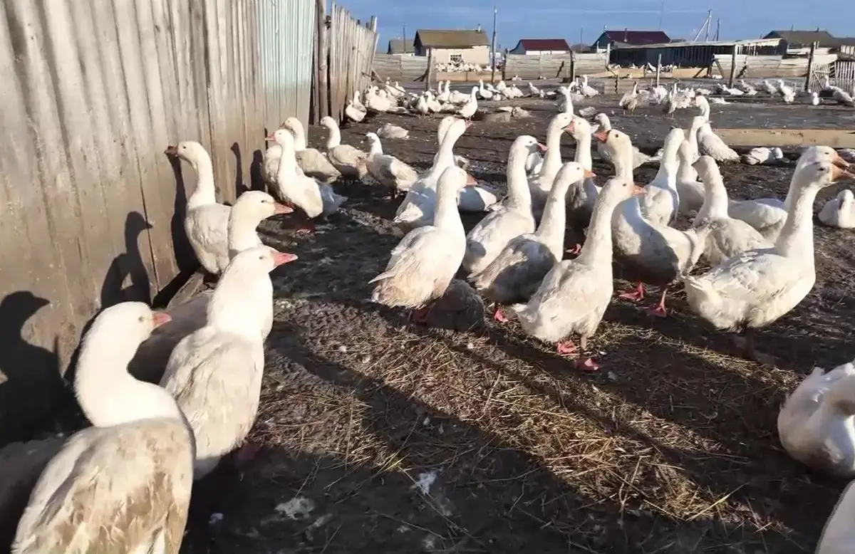 Вспышка пастереллеза: житель СКО пытался вывезти на продажу крупную партию гусиного мяса