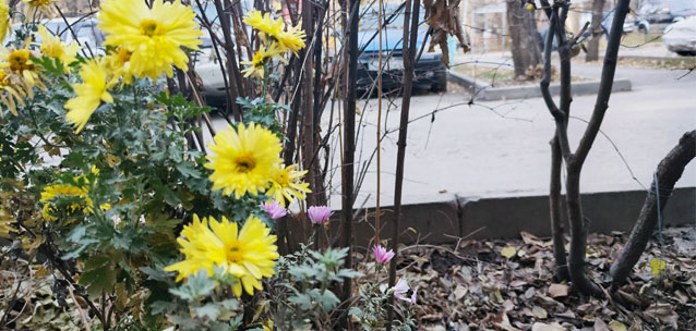 Тёплый декабрь в Астане и Алматы: почему нет снега и когда вернётся зима?