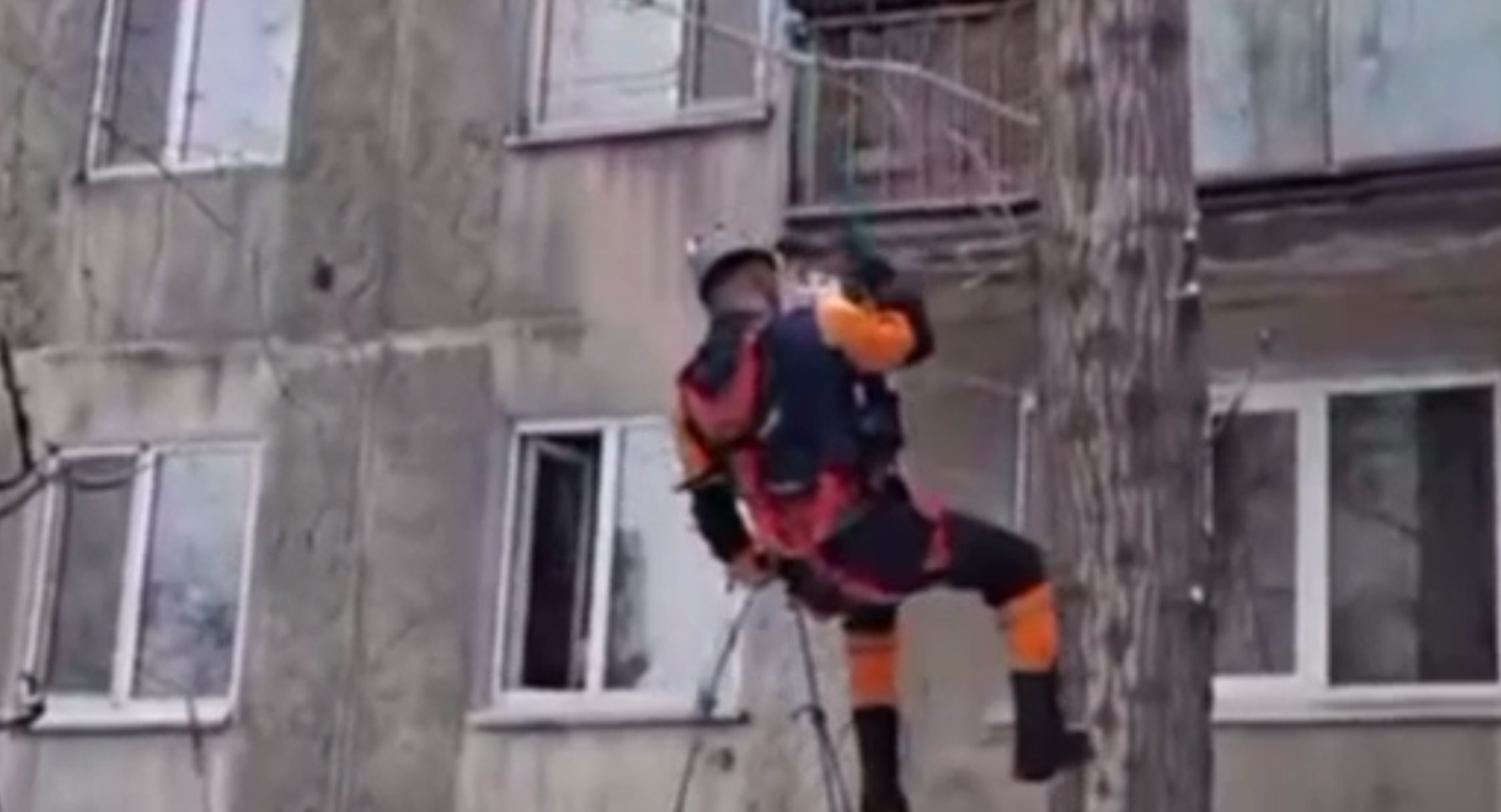 Спасатели сняли кошку с дерева в Семее - видео