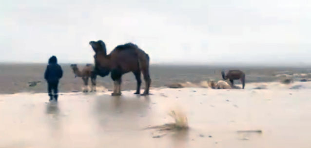 Степь в Мангистау покрылась льдом: эколог предупредил о рисках для домашнего скота