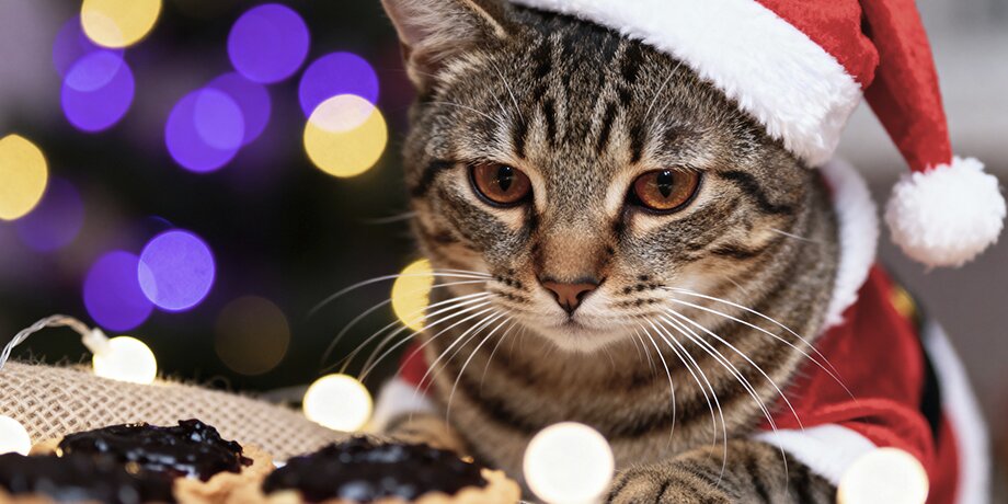 Что может навредить здоровью питомцев в Новый год