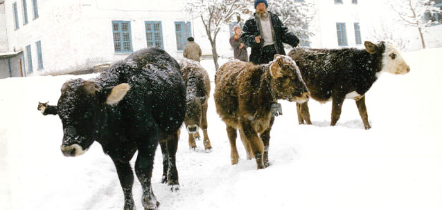Крупные фермы не способны накормить страну мясом