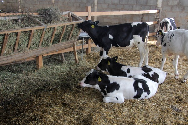 Крупные фермы не способны накормить страну мясом